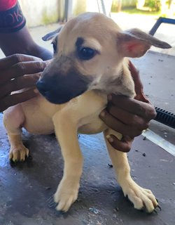 Sandy - Mixed Breed Dog