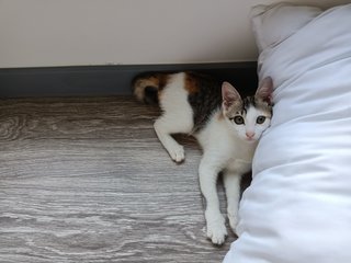 Bella - Calico Cat