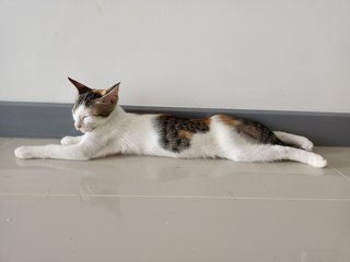 Bella - Calico Cat