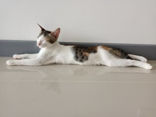 Bella - Calico Cat