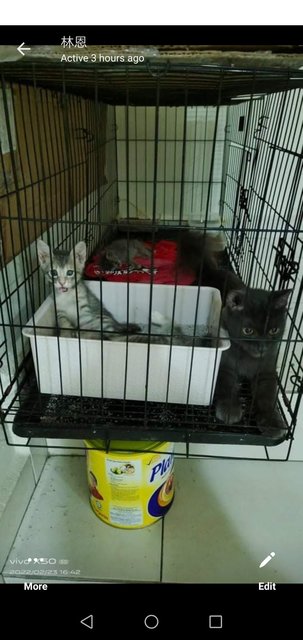 Grey Mom And 3grey Kitten - British Shorthair Cat