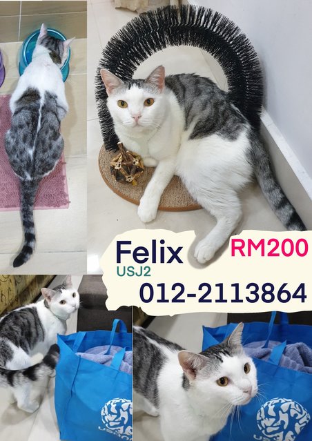 Felix - Calico Cat