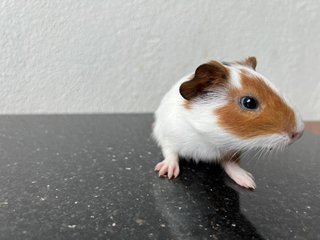 Sasa - Guinea Pig Small & Furry