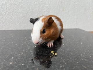 Sasa - Guinea Pig Small & Furry