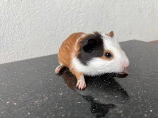 Sasa - Guinea Pig Small & Furry