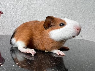 Sasa - Guinea Pig Small & Furry