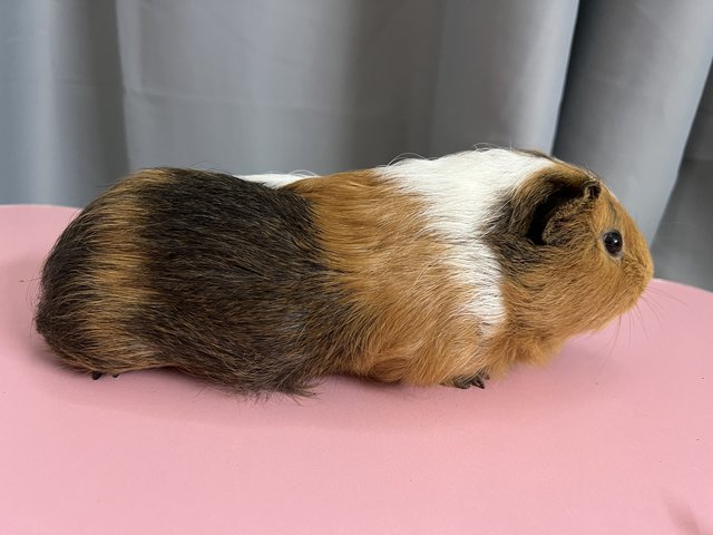 Rex - Guinea Pig Small & Furry