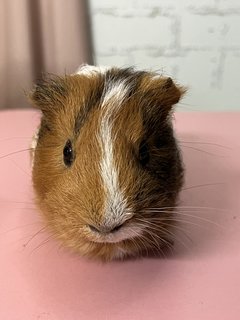 Rex - Guinea Pig Small & Furry