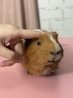 Rex - Guinea Pig Small & Furry