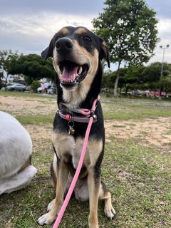 Luna - Miniature Pinscher Mix Dog