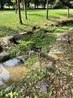 Luna - Miniature Pinscher Mix Dog