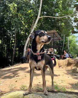 Luna - Miniature Pinscher Mix Dog