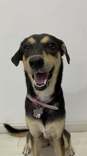 Luna - Miniature Pinscher Mix Dog