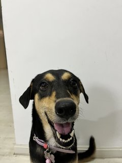 Luna - Miniature Pinscher Mix Dog