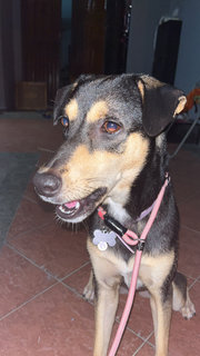 Luna - Miniature Pinscher Mix Dog