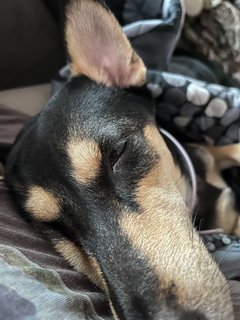 Luna - Miniature Pinscher Mix Dog