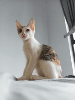 Ceci - Calico Cat