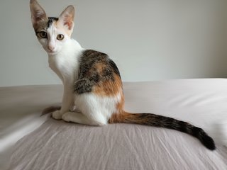 Ceci - Calico Cat