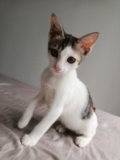 Ceci - Calico Cat