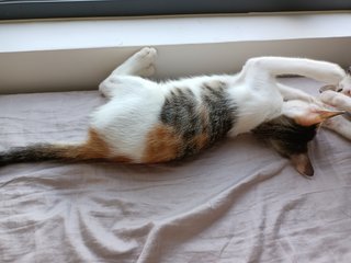 Ceci - Calico Cat