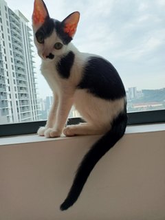 Oreo - Domestic Short Hair Cat