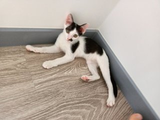 Oreo - Domestic Short Hair Cat