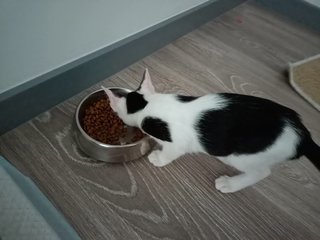 Oreo - Domestic Short Hair Cat