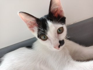 Oreo - Domestic Short Hair Cat