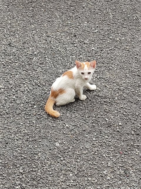 Butterscotch - Domestic Medium Hair Cat