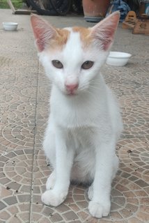 Butterscotch - Domestic Medium Hair Cat