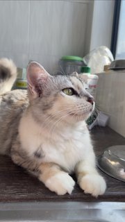 Miya ☁️ - Domestic Medium Hair + Silver Cat