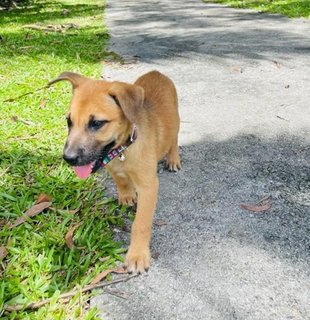 3 Angels - Labrador Retriever + Black Mouth Cur Dog