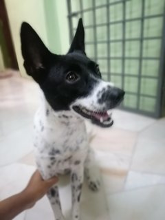 Kushi - Mixed Breed Dog