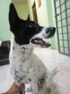 Kushi - Mixed Breed Dog