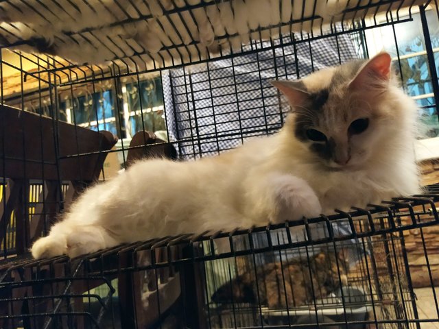 Caramel - Turkish Angora Cat