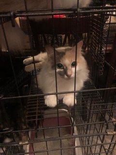 Caramel - Turkish Angora Cat