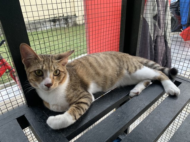 Bucky - Domestic Short Hair Cat