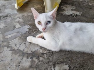 Iman - Domestic Short Hair Cat