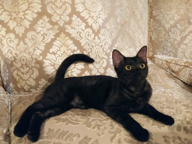 Cleo - Domestic Short Hair Cat