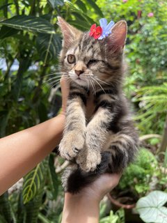 Coco - Domestic Short Hair Cat