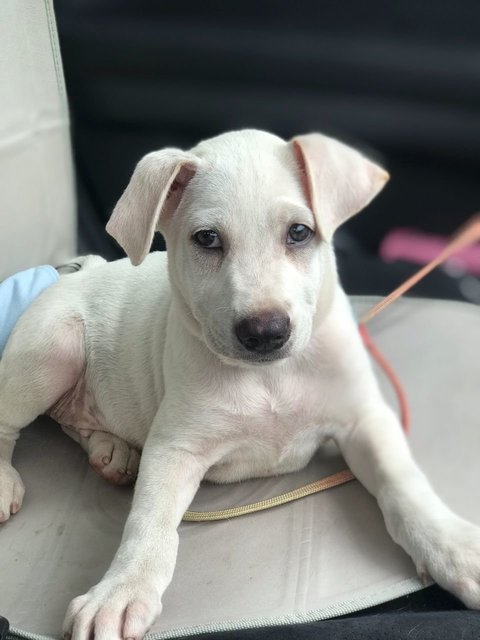 Prin-ce - Labrador Retriever Mix Dog