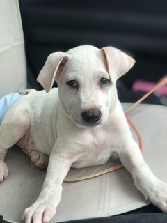 Princess Peaches - Labrador Retriever Mix Dog