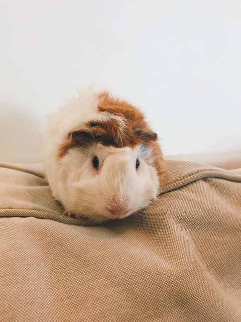 Guinea Pigs (Willow, Ruby, &amp; Toast) - Guinea Pig Small & Furry