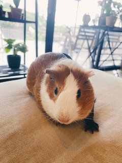 Guinea Pigs (Willow, Ruby, &amp; Toast) - Guinea Pig Small & Furry