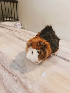 Guinea Pigs (Willow, Ruby, &amp; Toast) - Guinea Pig Small & Furry