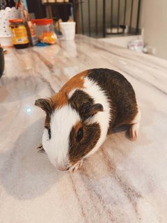 Guinea Pigs (Willow, Ruby, &amp; Toast) - Guinea Pig Small & Furry