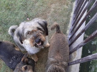 Fluff - Corgi + Schnauzer Dog