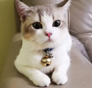 Leon S. Cinnamon - British Shorthair + Persian Cat