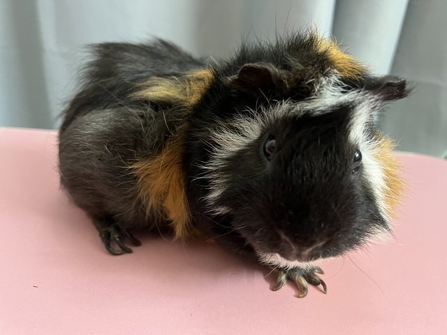 Bubble - Guinea Pig Small & Furry