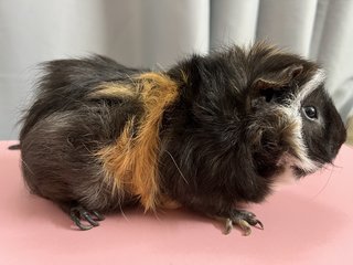 Bubble - Guinea Pig Small & Furry